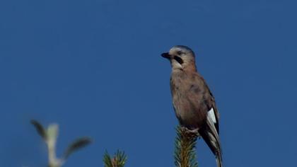 Eurasian Jay