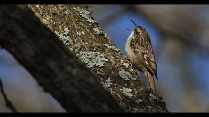 Short-toed Treecreeper