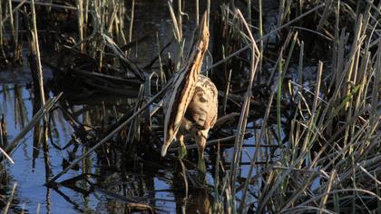Eurasian Bittern