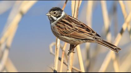 Common Reed Bunting