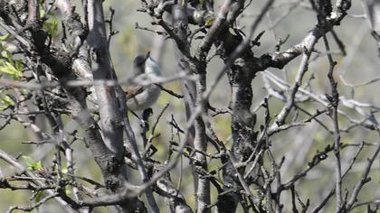 Küçük akgerdanlı ötleğen