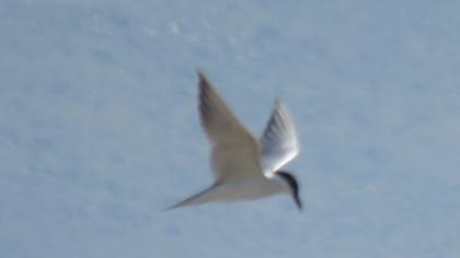 Gull-billed Tern