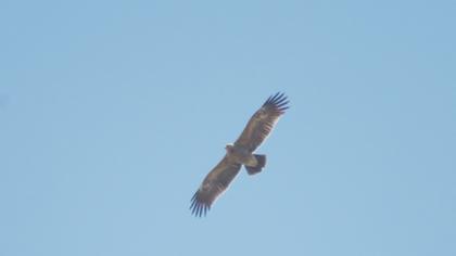 Küçük orman kartalı