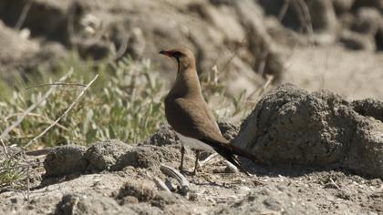 Collared Pratincole