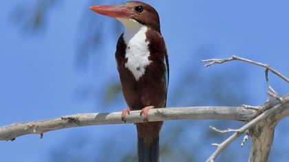 White-throated Kingfisher