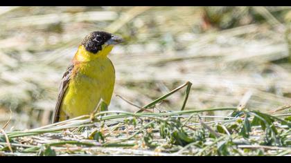 Black-headed Bunting