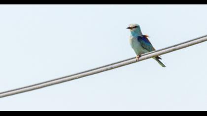 European Roller
