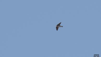 Sand Martin