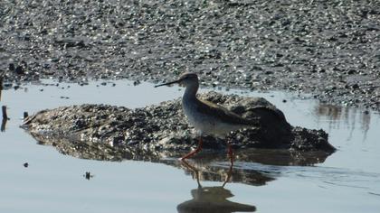Spotted Redshank