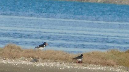 Eurasian Oystercatcher