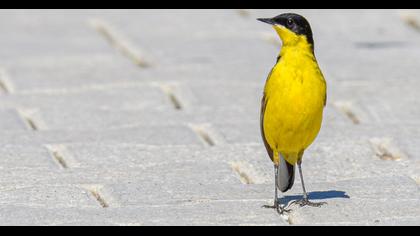Western Yellow Wagtail