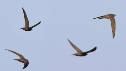 Common Swift