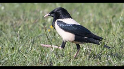 Rosy Starling