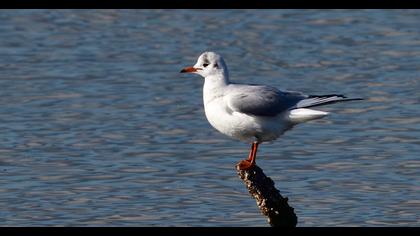 Black-headed Gull