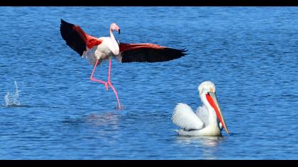 Greater Flamingo