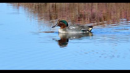 Eurasian Teal