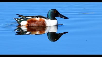 Northern Shoveler