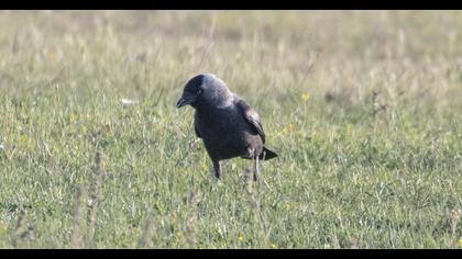 Western Jackdaw