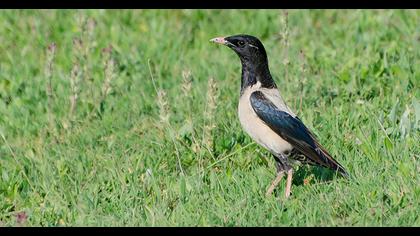 Rosy Starling