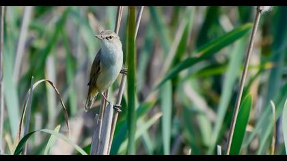 Büyük kamışçın