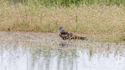 Montagu`s Harrier