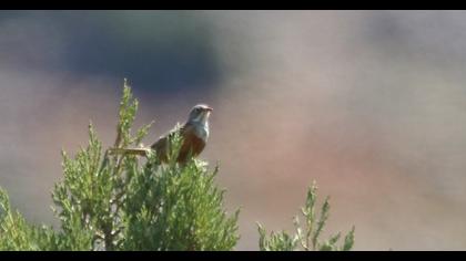 Ortolan Bunting