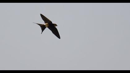 Red-rumped Swallow