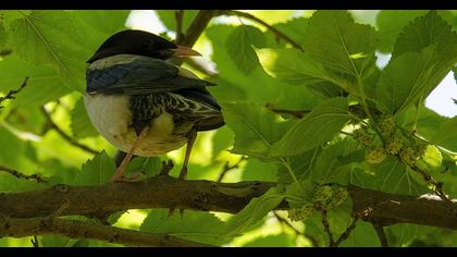 Rosy Starling