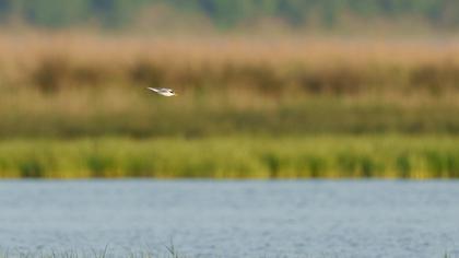 Little Tern
