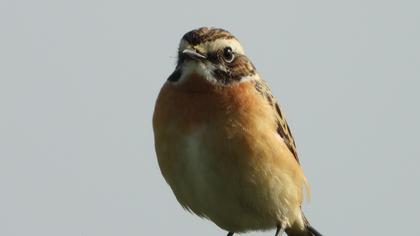 Whinchat
