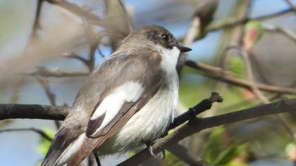 European Pied Flycatcher