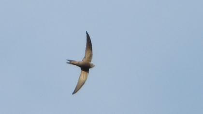 Common Swift