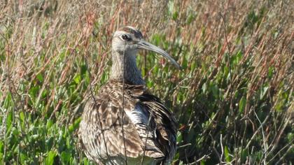 Whimbrel
