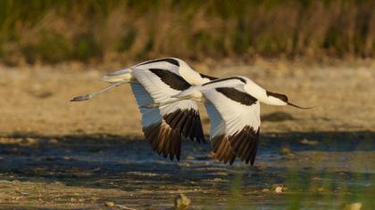Pied Avocet