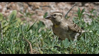 Rock Sparrow
