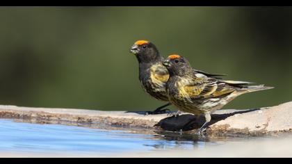 Red-fronted Serin