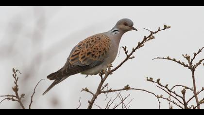European Turtle Dove
