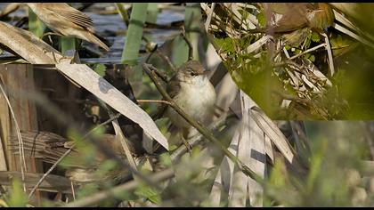 Marsh Warbler