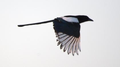 Eurasian Magpie