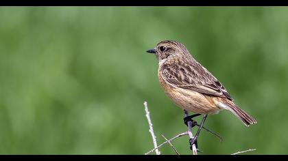 European Stonechat