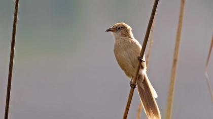 Iraq Babbler