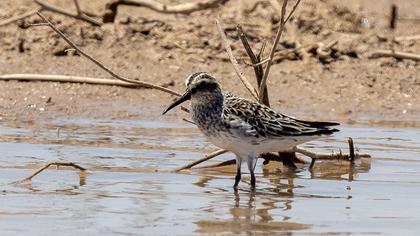Broad-billed Sandpiper