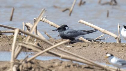 Black Tern