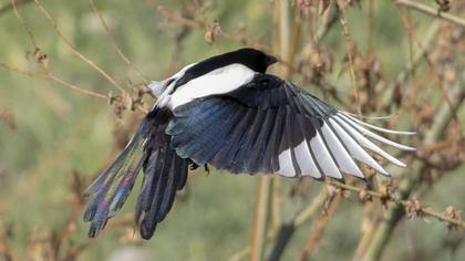 Eurasian Magpie