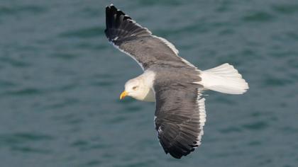 Lesser Black-backed Gull
