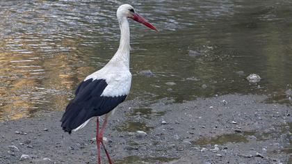 White Stork