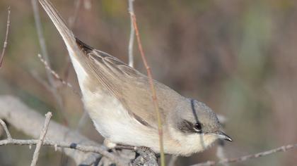 Lesser Whitethroat