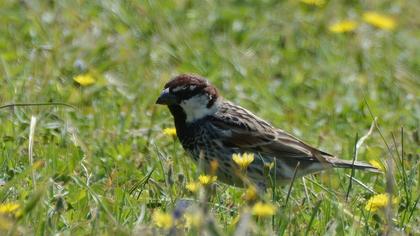 Spanish Sparrow