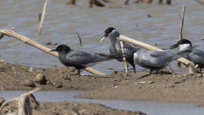 Black Tern