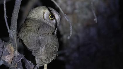 Pallid Scops Owl